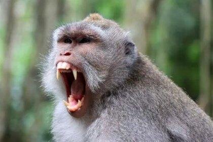 A photo of a monkey