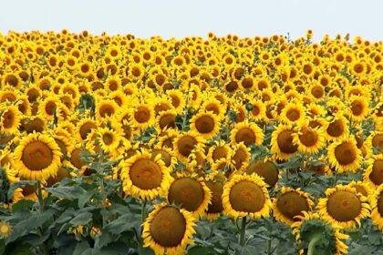 Nature: Sunflowers in South Dakota