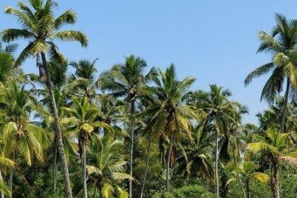 For many families, the soaring prices cut deep, altering kitchens and traditions in a state long known as God's Own Country, with reports of mixing cheaper alternatives in place of the increasingly expensive staple, the state's very own, coconut oil.(Unsplash/representational)