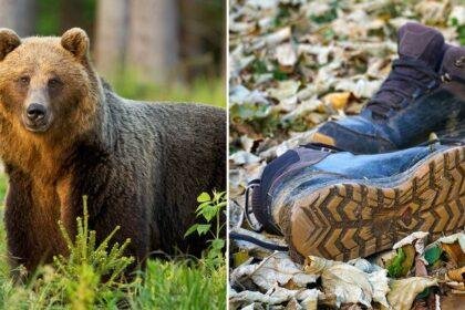 A woman was mauled to death by a brown bear while picking berries