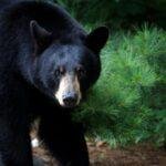 Black Bear Sow in Ontario, Canada.