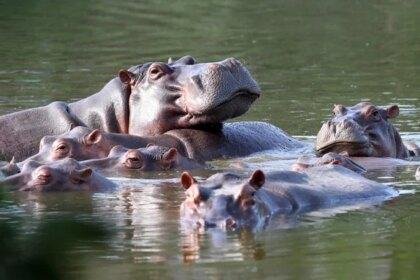 Pablo Escobar's Hippos-Ruling
