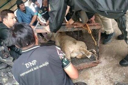 The pet lion pounced on Arthit Nueangnui